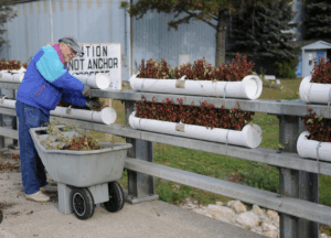 Bridge Flowers - Bob